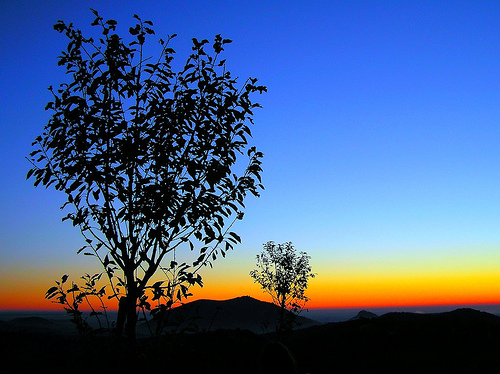 albero_blu